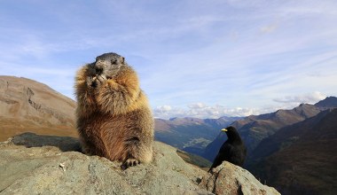 Prognozy pogody w Dniu Świstaka