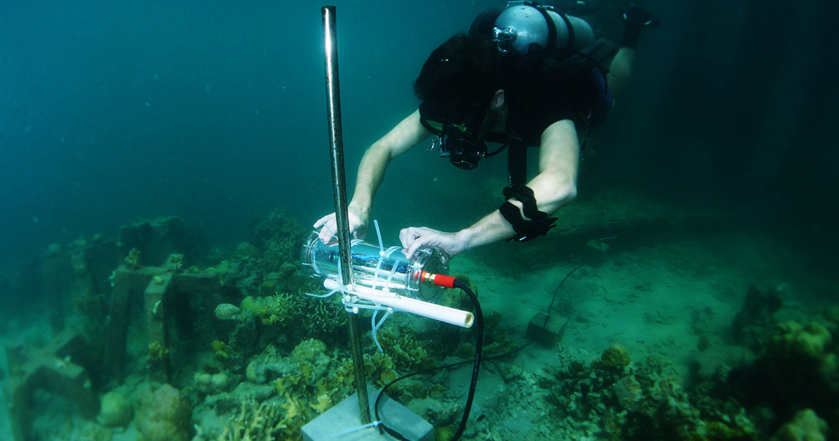 Projekt CORaiL może pomóc ocalić rafy koralowe /materiały prasowe