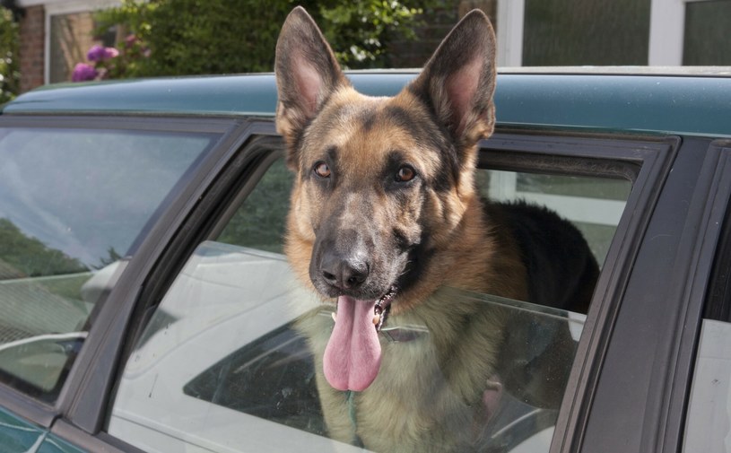 Projekt ustawy zakłada zwiększenie ochrony zwierząt. Zgodnie z jego zapisami, psy nie będą mogły wyglądać przez okno w czasie jazdy. /FLPA/Angela Hampton /East News