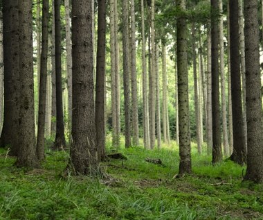 Projekt ws. Lasów Państwowych poprą SLD, TR i może SP; PiS przeciw
