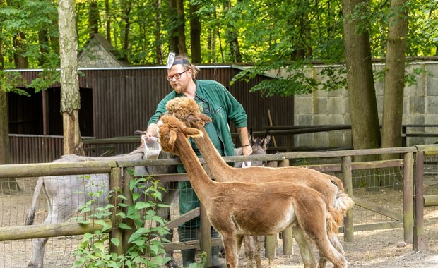 Prokuratura w poznańskim ZOO. Doszło do nadużyć?