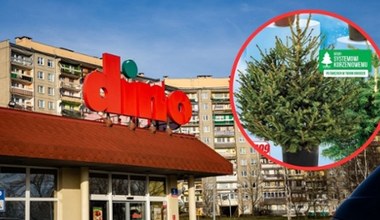 Promocja na choinki w Dino! Kup świerk lub jodłę w świetnej cenie