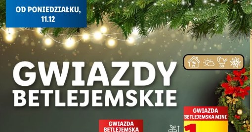 Promocja na gwiazdy betlejemskie w sieci supermarketów Lidl. /Lidl