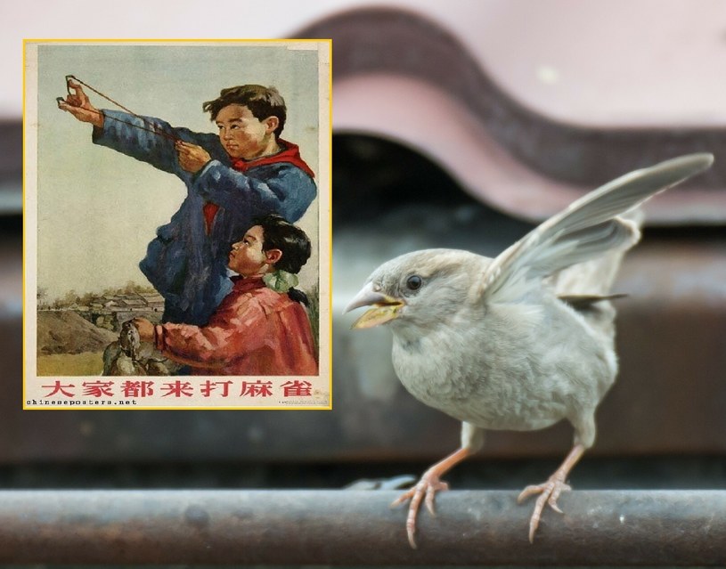 Propagandowe plakaty zachęcały Chińczyków do walki z "czterema plagami" /East News