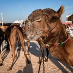 Prosto z Kataru: Po ulicach Dohy spacerują kibice i… wielbłądy 