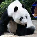 Prosty błąd kosztował zawodniczkę 50 tys. zł. Co białego ma panda wielka?