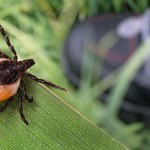 Prosty sposób leśników na kleszcze. Wystarczy gadżet, który mamy w domu