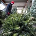 Prosty sposób na tanią choinkę. Leśnicy zapraszają i podają dokładne ceny