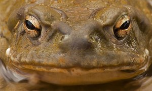 Proszę nie lizać tej żaby! Parki narodowe ostrzegają przed "psychodeliczną" ropuchą