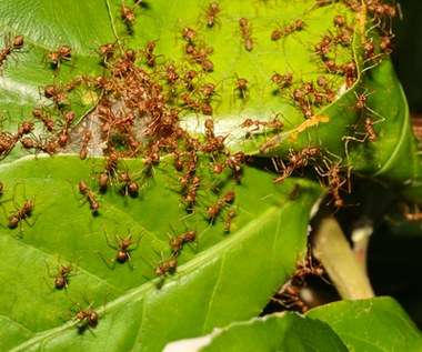 Proszek do pieczenia na mrówki: Jak stosować?