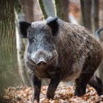 Protest w sprawie dzików w Warszawie. Ludzie są rozgniewani