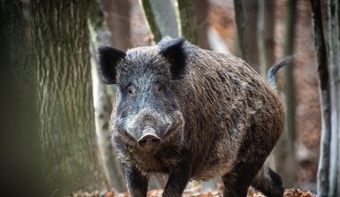 Protest w sprawie dzików w Warszawie. Ludzie są rozgniewani