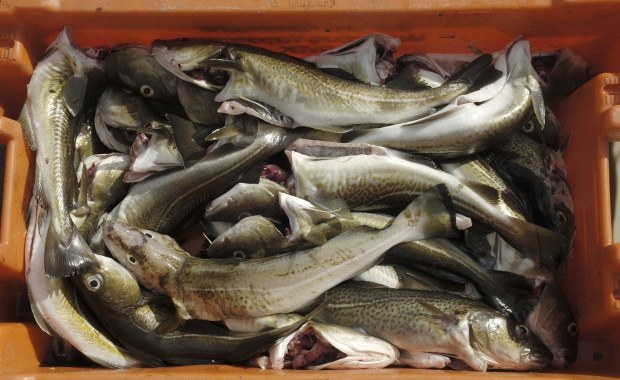 Protest wędkarzy we Władysławowie. Domagają się rekompensat za unijny zakaz