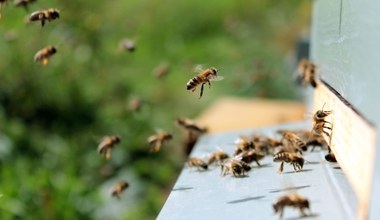Protesty w Chile - pszczelarze wypuścili na ulice 10 tys. pszczół
