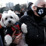Protesty w Turcji przeciwko „usuwaniu” psów. Tysiące osób wyszło na ulice