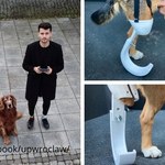 Protezy dla okaleczonych psów drukowane w 3D. Tworzy je student z Wrocławia