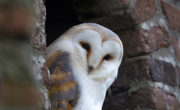 Prowadzą tajemniczy tryb życia. "Noc sów" w Sobieszynie 