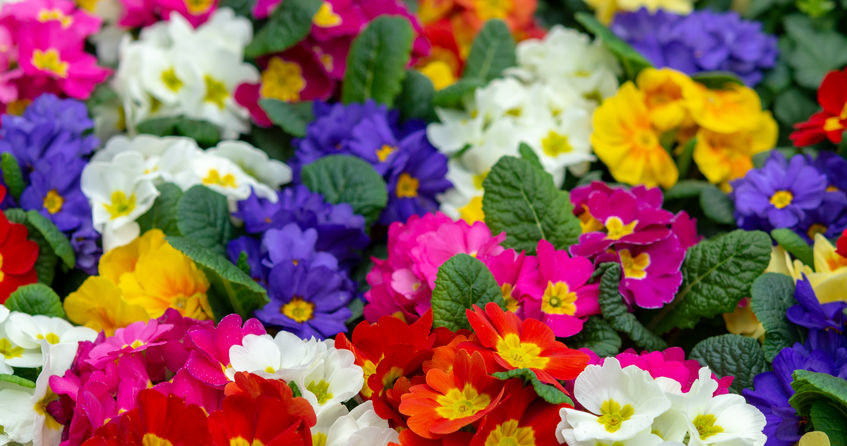 Prymulki są jednymi z piękniejszych wiosennych kwiatów /123RF/PICSEL