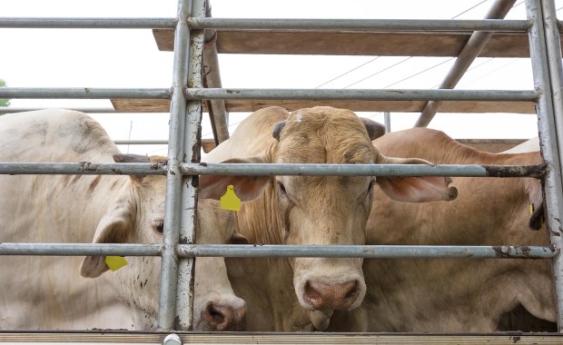 Pryszczyca nie odpuszcza. Kolejne ognisko na południe od Polski