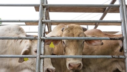 Pryszczyca nie odpuszcza. Kolejne ognisko na południe od Polski