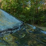 Przebiegający przez jezdnię łoś nie przeżył zderzenia z samochodem