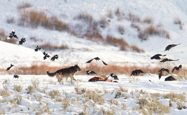 Przebiegły jak kruk? Te ptaki doskonale wiedzą, gdzie ucztują wilki 