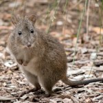 Przecierają oczy. Jeden z najrzadszych ssaków pojawił się pod górą Polaka