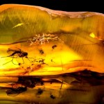 larwy Przecierali oczy ze zdumienia. Bursztyn zawierał skarb sprzed 99 mln lat