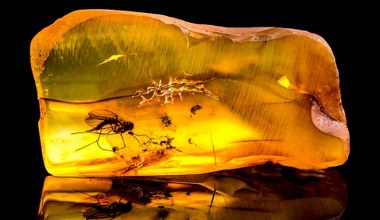 Przecierali oczy ze zdumienia. Bursztyn zawierał skarb sprzed 99 mln lat