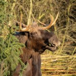 Przecierali oczy ze zdumienia na widok tego, co miał na sobie ten łoś