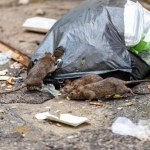 Przecierali oczy ze zdziwienia. Szczury polują na latające nietoperze