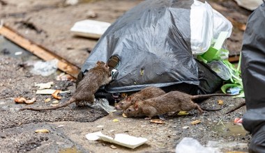 Przecierali oczy ze zdziwienia. Szczury polują na latające nietoperze