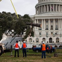 Przed Kapitolem stanęła już choinka 