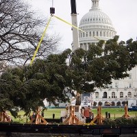 Przed Kapitolem stanęła już choinka 