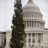 Przed Kapitolem stanęła już choinka 
