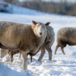 Przed nami sroga zima? Jeśli te prognozy się potwierdzą...