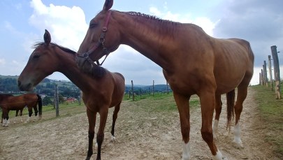 Przed nami wielkie święto miłośników arabów: III Krakowski Pokaz Koni Arabskich!