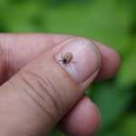 Przed pójściem do lasu wkładam to do kieszeni. Kleszcze mnie omijają 