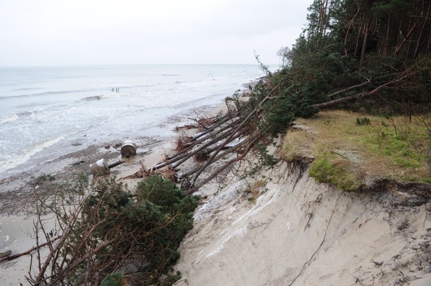 Przed rokiem sztorm spowodowany orkanem Ksawery powalił kilkaset drzew i zniszczył bałtycką plażę w Dźwirzynie /Marcin Bielecki /PAP