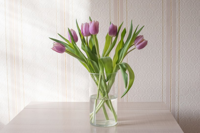 Przed włożeniem tulipanów do wazonu, zaleca się przycięcie łodyg o mniej więcej trzy centymetry /123RF/PICSEL