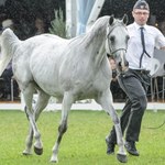 Przedłużono śledztwo ws. aukcji koni arabskich Pride of Poland
