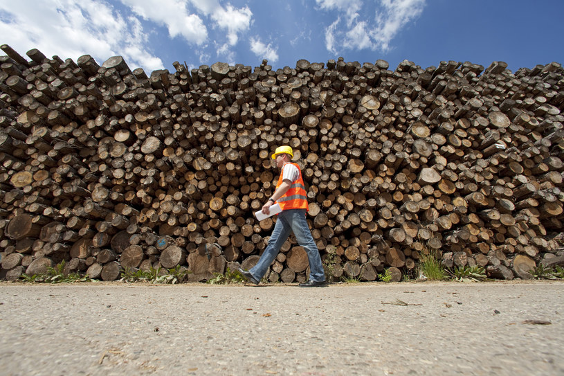 Przedsiębiorcy ostrzegają, że wysokie ceny drewna poskutkują ograniczeniem produkcji m.in. polskich mebli i kolejnymi zwolnieniami pracowników fabryk /imagebroker/Bernhard Claäßen /Agencja FORUM