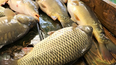 Przedświąteczny karp dla mieszkańców Krakowa