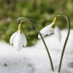 Przedwiośnie. Co teraz kwitnie i dlaczego przyroda wariuje?