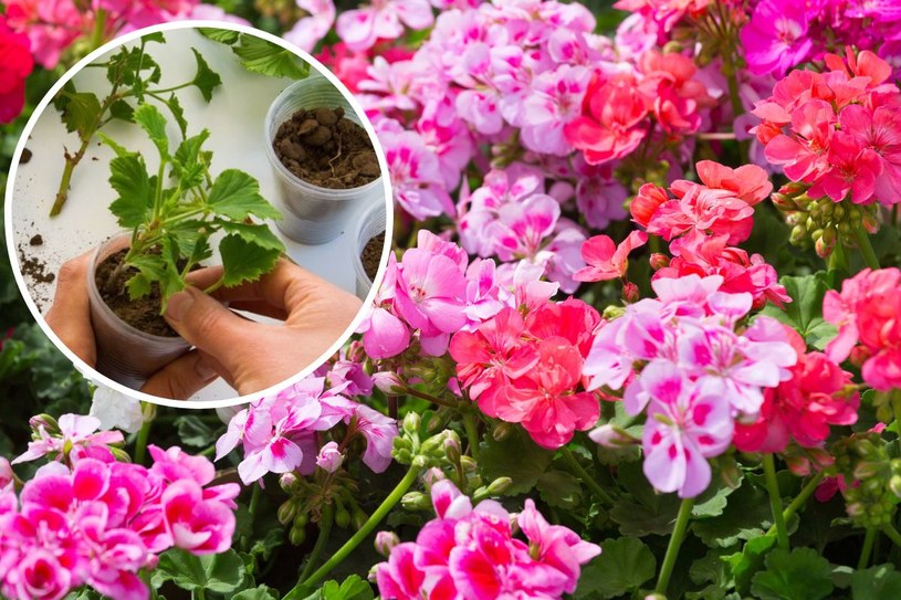 Przedwiośnie to czas pobierania sadzonek pelargonii do rozmnażania /123RF/PICSEL