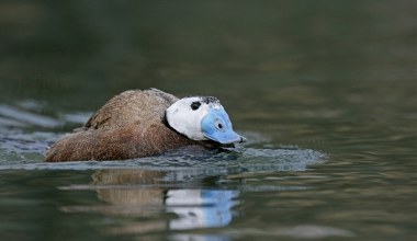 Przedziwna kaczka widziana w Polsce. To bardzo rzadki przypadek