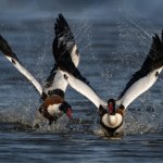Przedziwna kaczka znaleziona na końcu świata. Odsłoniła mało znaną prawdę