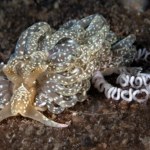 Przedziwny morski stwór dotarł do północnej Europy. Jest podobny do kosmity