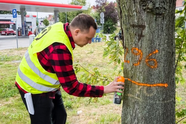 Przegląd przyulicznego drzewostanu /ZDM Poznań /Materiały prasowe