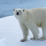 "Przegrani 2021". WWF opublikowało listę narażonych na wyginięcie gatunków zwierząt